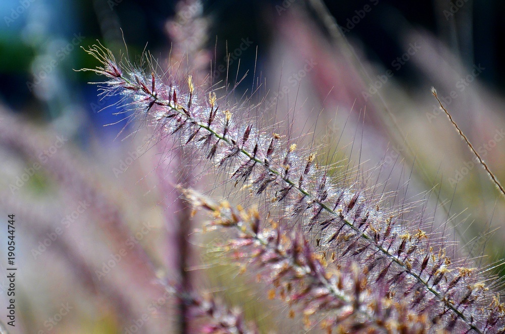 Fototapeta premium blade of straw grass