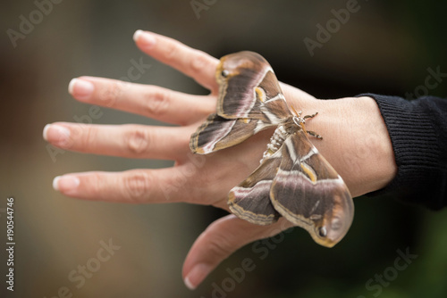 Close up tropical butterfly on woman hand. photo