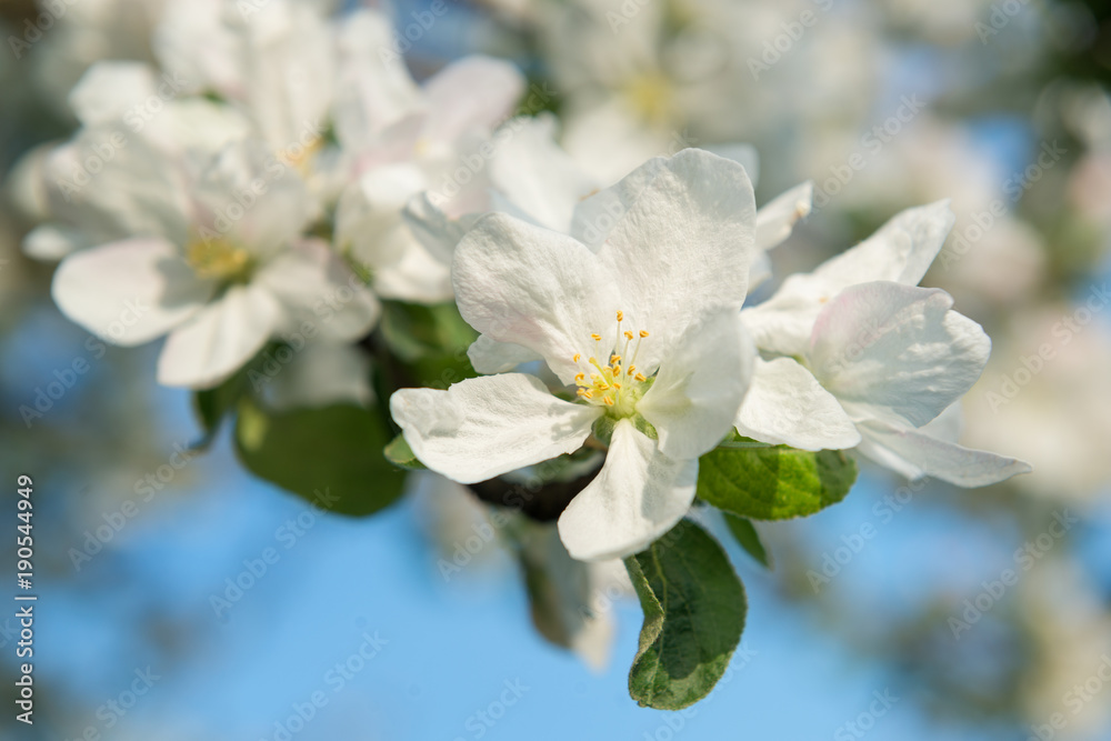 Fototapeta premium Apple tree flowers