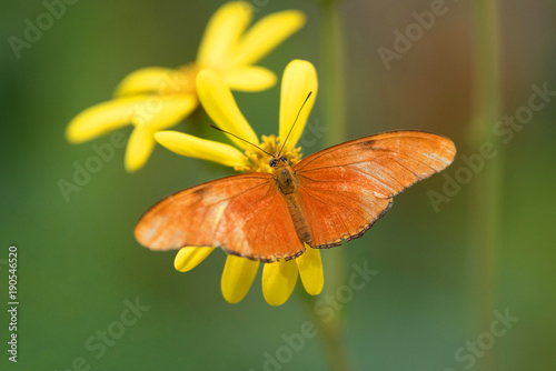 Butterfly (Dryas Iulia) on pink flower.