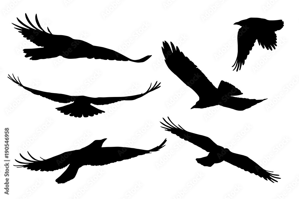 Obraz premium Set of realistic vector silhouettes of flying birds