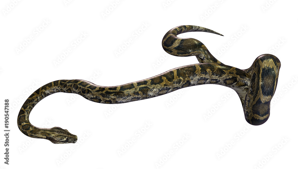Fototapeta premium 3D Rendering Burmese Python on White
