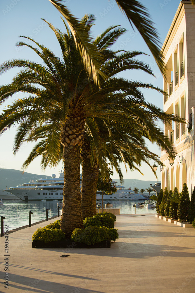 Palm trees on the waterfront in Tivat, Montenegro