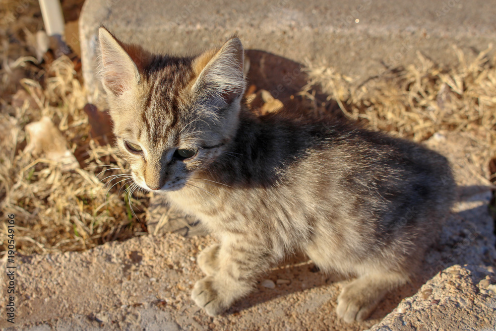 a small brown kitten climbing on rocks looks off a small brown kitten climbing on rocks looks off