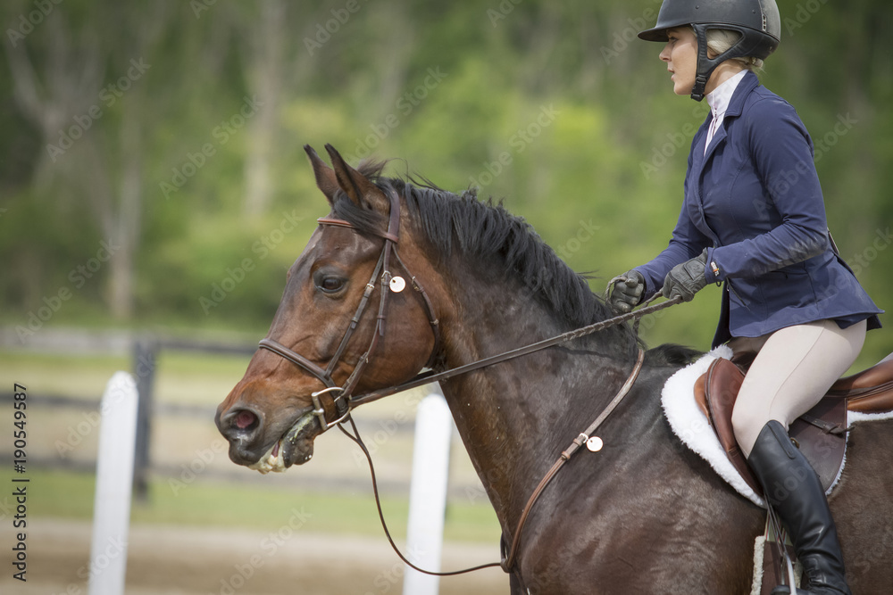 Side view face of bay hunter jumper gelding