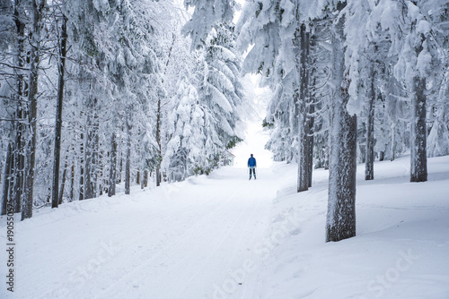 Nordic ski in beautiful snowy winter forest