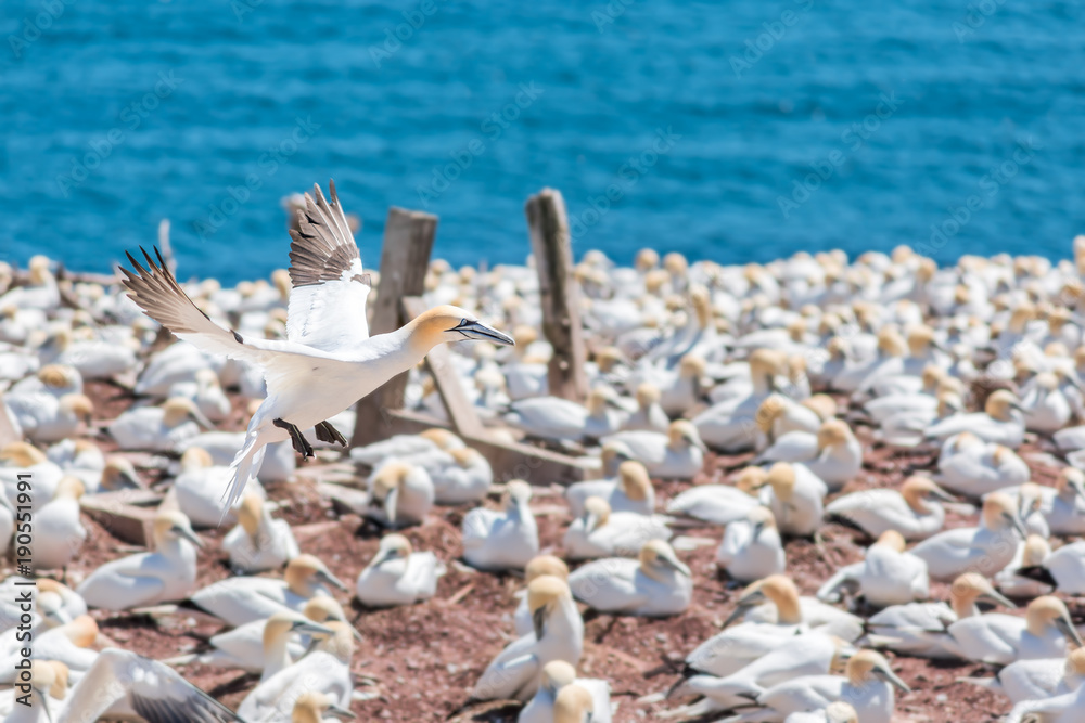 Overlook of white Gannet birds colony nesting on cliff on Bonaventure Island in Perce, Quebec, Canada by Gaspesie, Gaspe region with one bird flying above ground