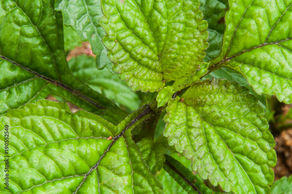 green leaves of a plant after the rain green leaves of a plant after the rain