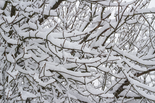 Snow on the branches of trees