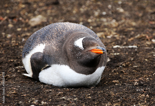 Gentoo Penguin Sleeping. Happy, contended, smiling, fat and round. Falkland Island.