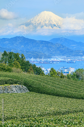 Landscape of tea field with Mt. Fuji and Shimizu bay in spring season at Shizuoka prefecture, Japan