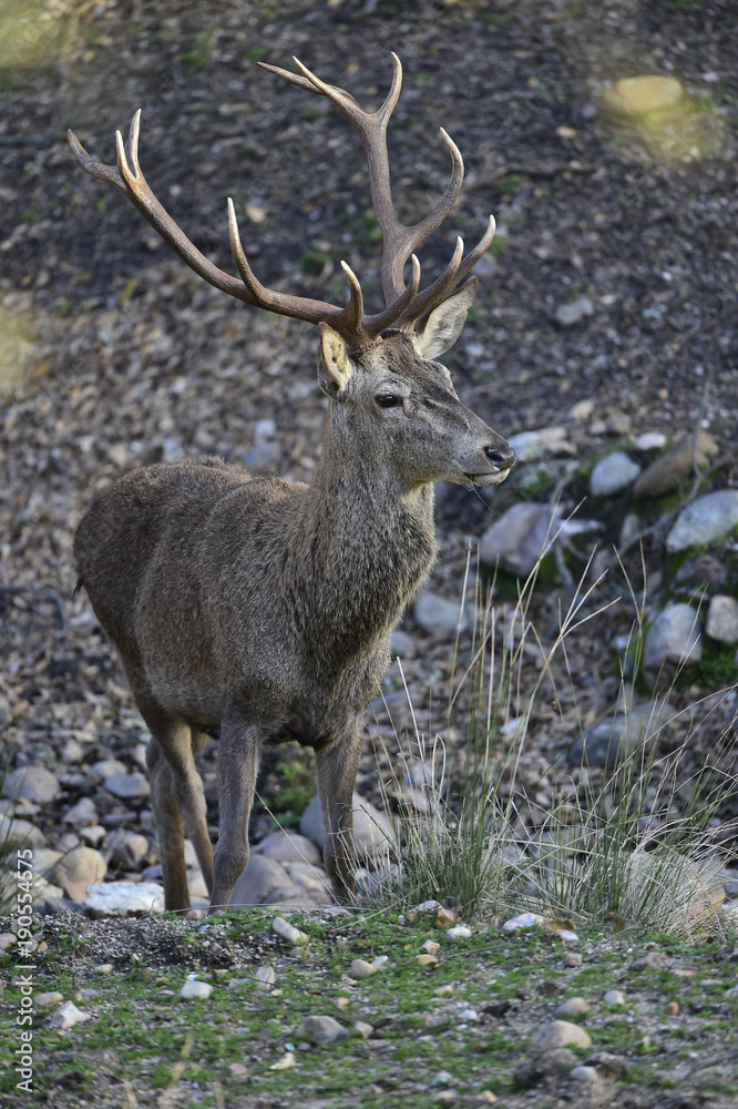 Ciervo, Cervus elaphus, Parque Natural de la Sierra de Andújar, Epaña Ciervo, Cervus elaphus, Parque Natural de la Sierra de Andújar, Epaña
