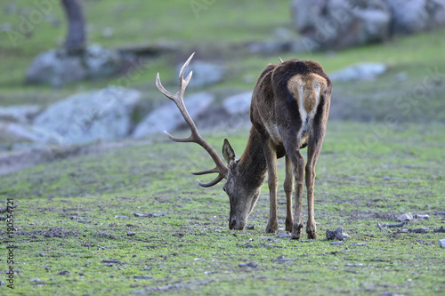 Ciervo, Cervus elaphus, Parque Natural de la Sierra de Andújar, Epaña photo