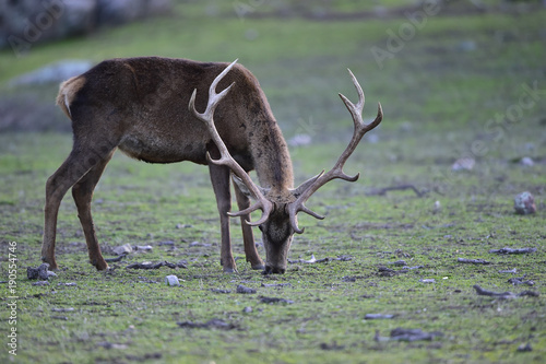 Ciervo  Cervus elaphus  Parque Natural de la Sierra de And  jar  Epa  a