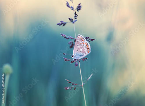 cute little blue butterfly sits on a blade of grass on the summer meadow beau...