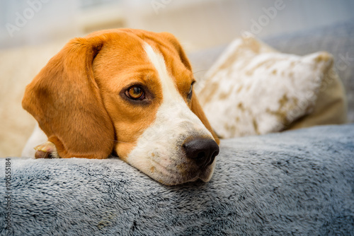 Beagle dog rest on a couch rests his head portrait
