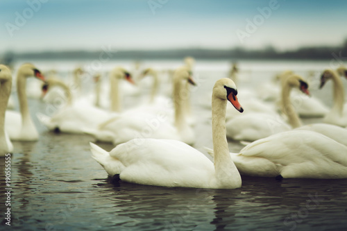 White swans on the River Danube