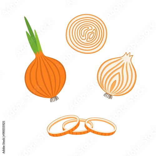 Whole bulb onion, half and onion rings. Vector illustration