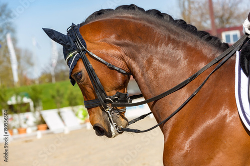 Overbent dressage horse wearing an anti-fly cap photo