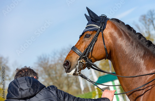 Head of a dressage horse wearing an anti-fly cap © GoodPics