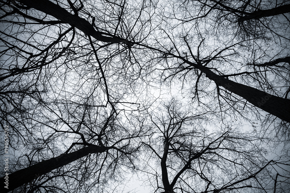 Obraz premium Bare trees under bright sky, toned photo
