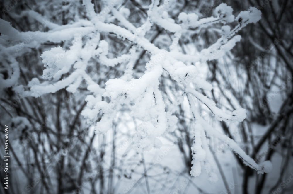 Branches covered with show and frost