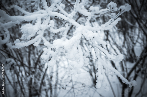 Branches covered with show and frost © evannovostro