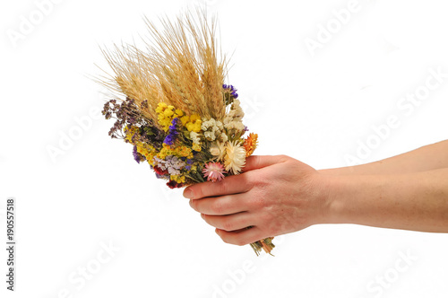 Hands of a girl with a bouquet of wildflowers and wheat ears. on a white background.