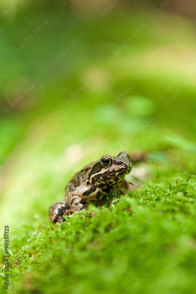 Obraz premium Brown Frog Isolated, Białowieża Forest