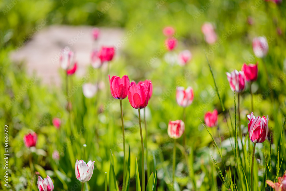 pink tulips on a blurred background of greenery