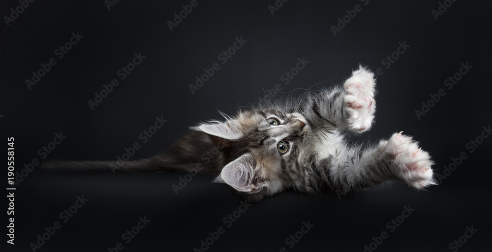 Lazy Maine Coon cat / kitten laying sideways and stretching out looking