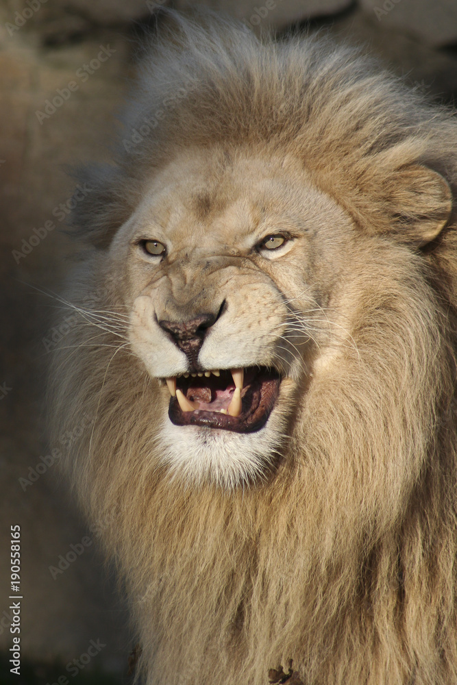 Naklejka premium Leeuw geniet van een herfstzonnetje