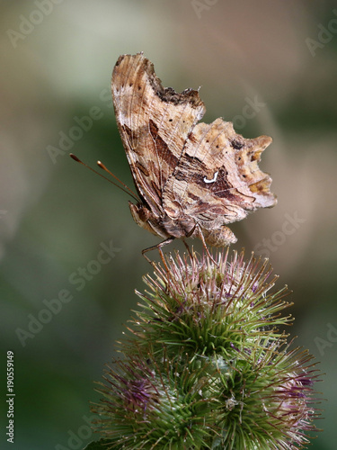 Satyr Comma Butterfly on Thistles © randimal