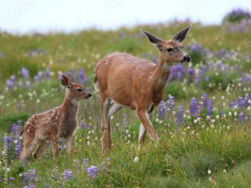 Mom and Baby Deer in Flowers