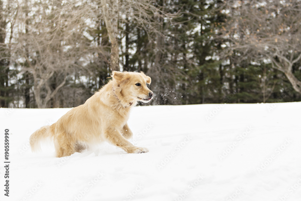 Golden retreiver dog through winter snow season