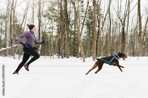 Quadro su tela Canicross Sled Dogs Pulling the Young Womanin winter season