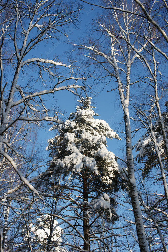 2758964 snow-covered trees on a frosty sunny day 2758964 snow-covered trees on a frosty sunny day