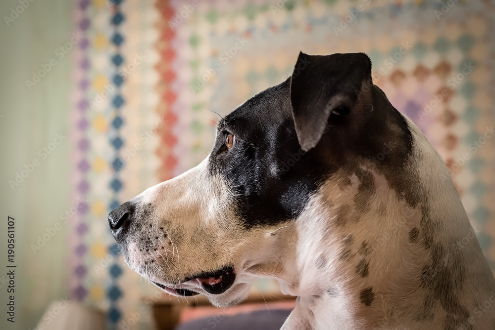 Low angle portrait of Great Dane in a green bedroom.