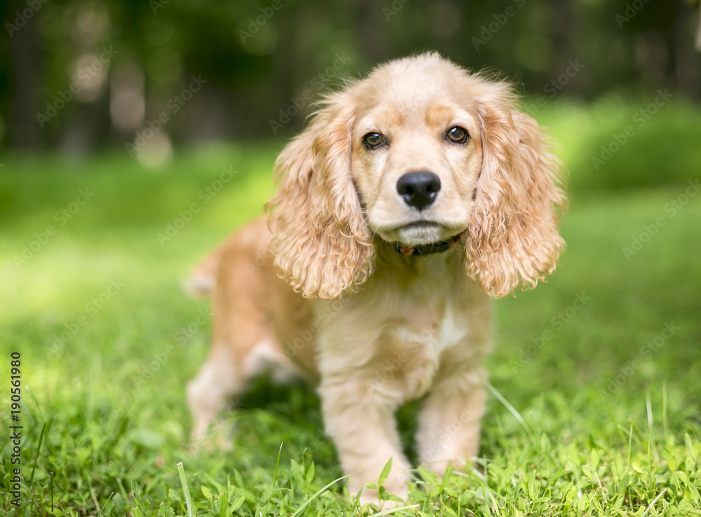 A young English Cocker Spaniel puppy in the grass A young English Cocker Spaniel puppy in the grass