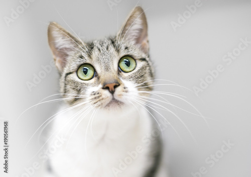A tabby and white shorthaired cat gazing upward © Mary Swift
