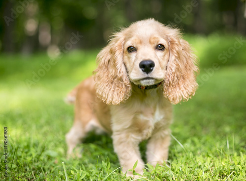 A young English Cocker Spaniel puppy in the grass © Mary Swift