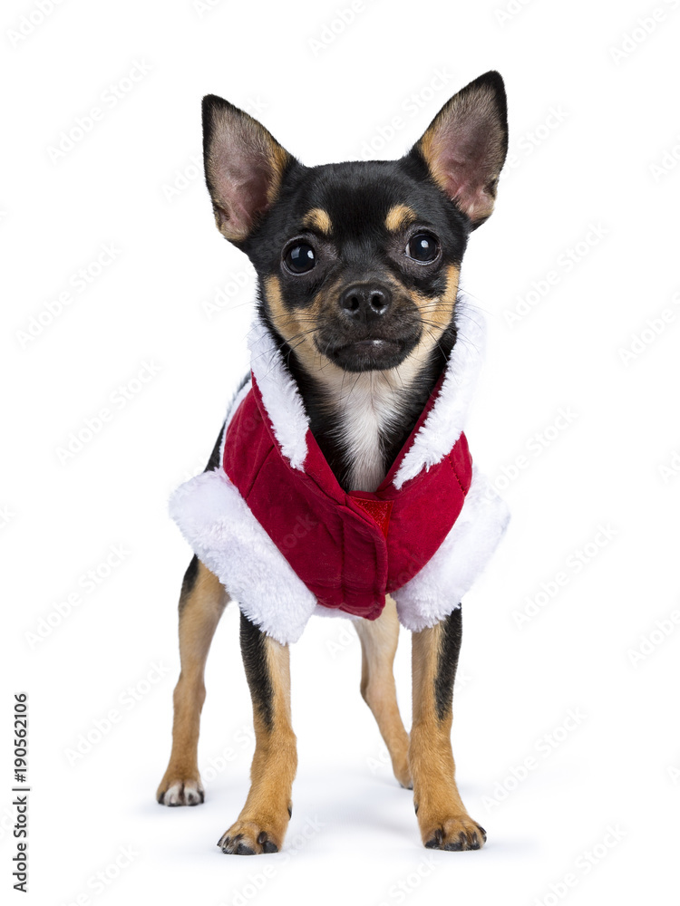 black chiwawa dog standing straight in front of  the camera with cute Christmas jacket  isolated on white background