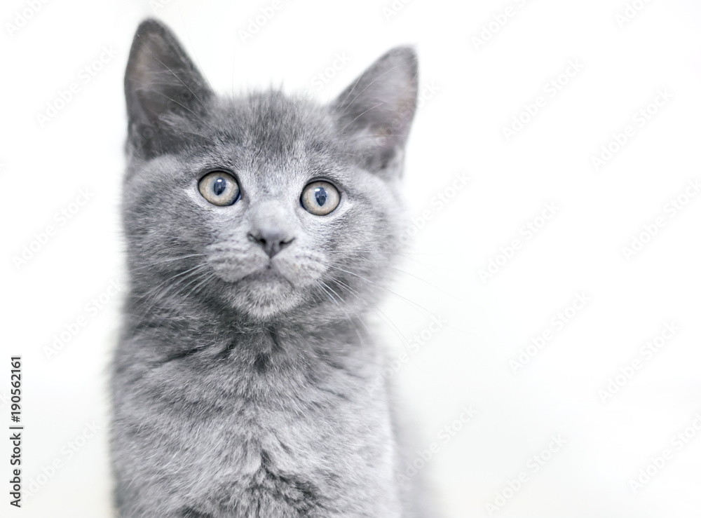 A cute gray shorthair kitten on a white background