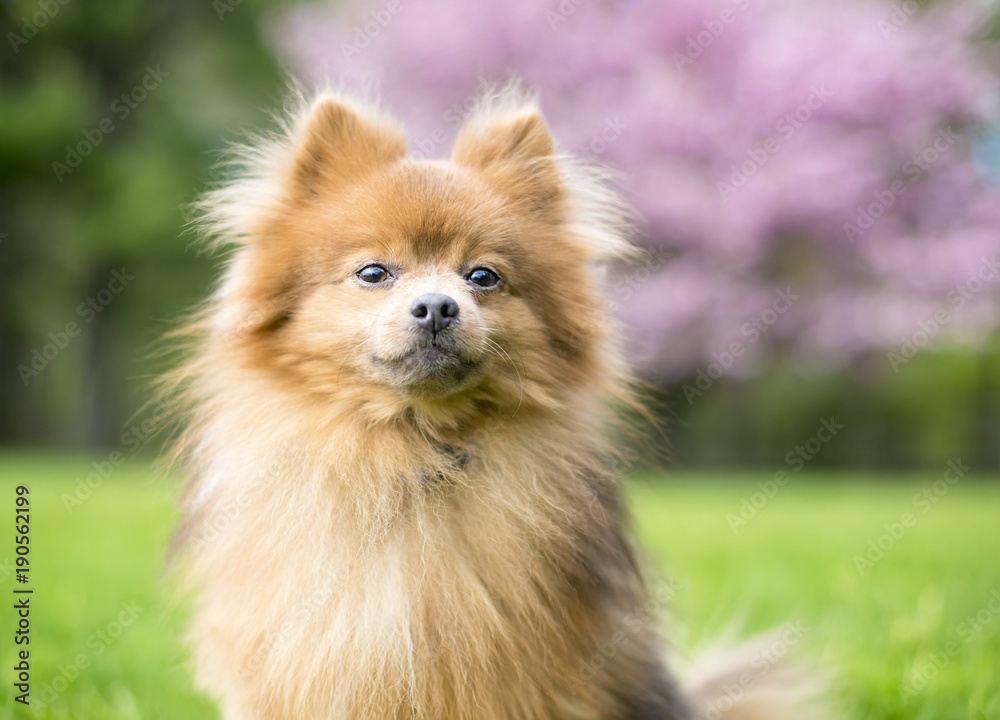 A red Pomeranian dog outdoors in the springtime in front of a pink blooming tree A red Pomeranian dog outdoors in the springtime in front of a pink blooming tree