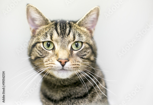 A brown tabby domestic shorthair cat on a white background © Mary Swift