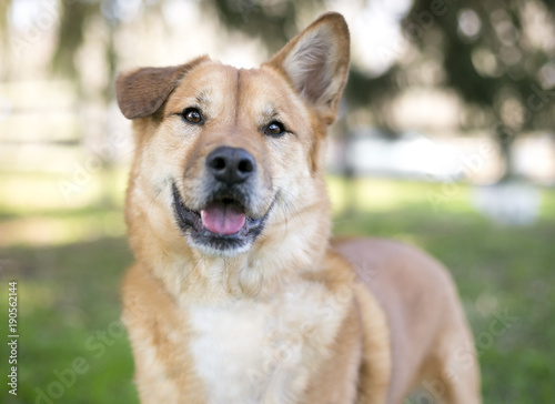 Outdoor portrait of a mixed breed dog with one folded ear and one straight ear