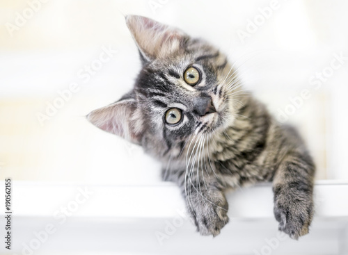 Fotografia A young kitten gazing at the camera curiously with a head tilt