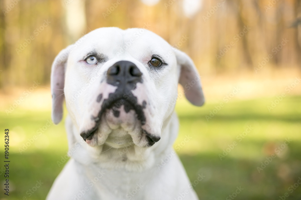 A white American Bulldog with heterochromia, one blue eye and one brown eye