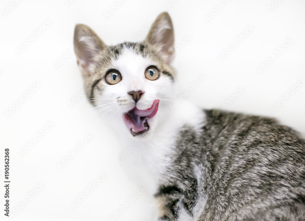 A tabby and white domestic shorthair cat licking its lips