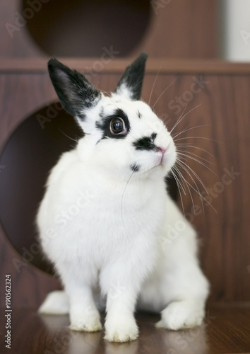 A domesticated black and white Dwarf rabbit